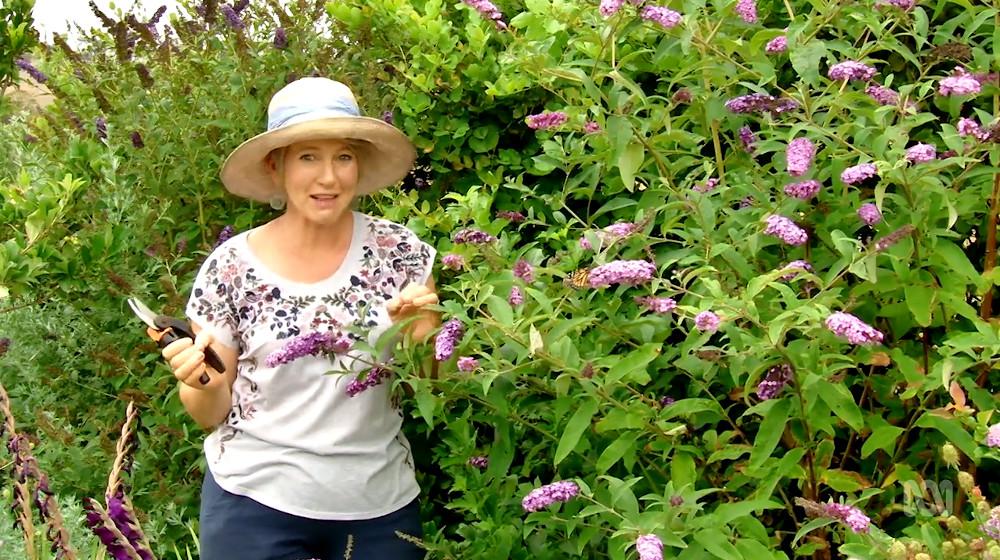 Gardening Australia s31e04