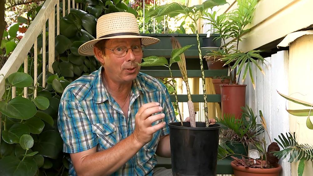 Gardening Australia s31e06