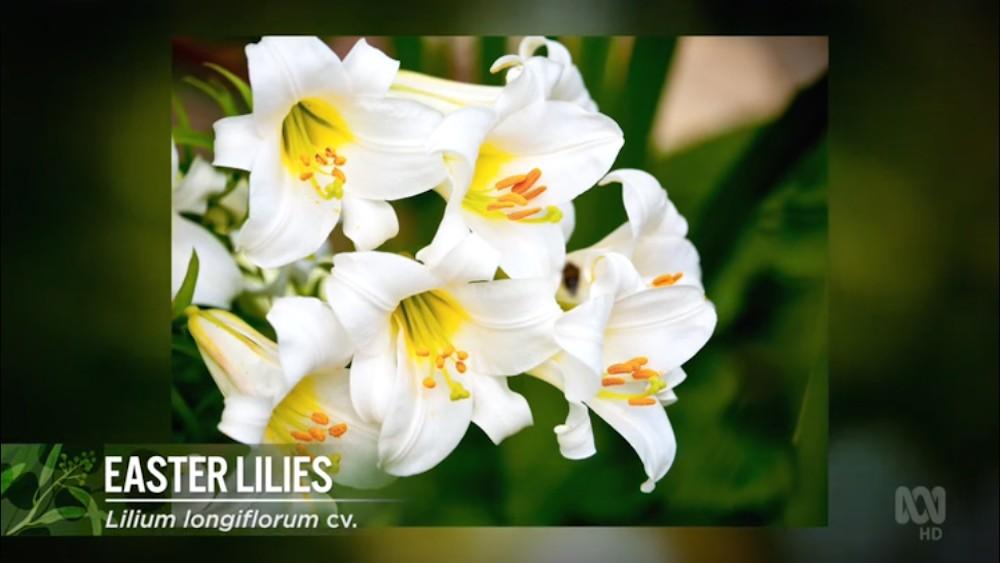 Gardening Australia s31e21