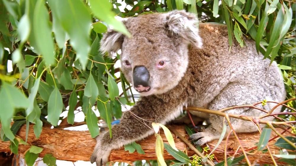 Inside Taronga Zoo 1-3