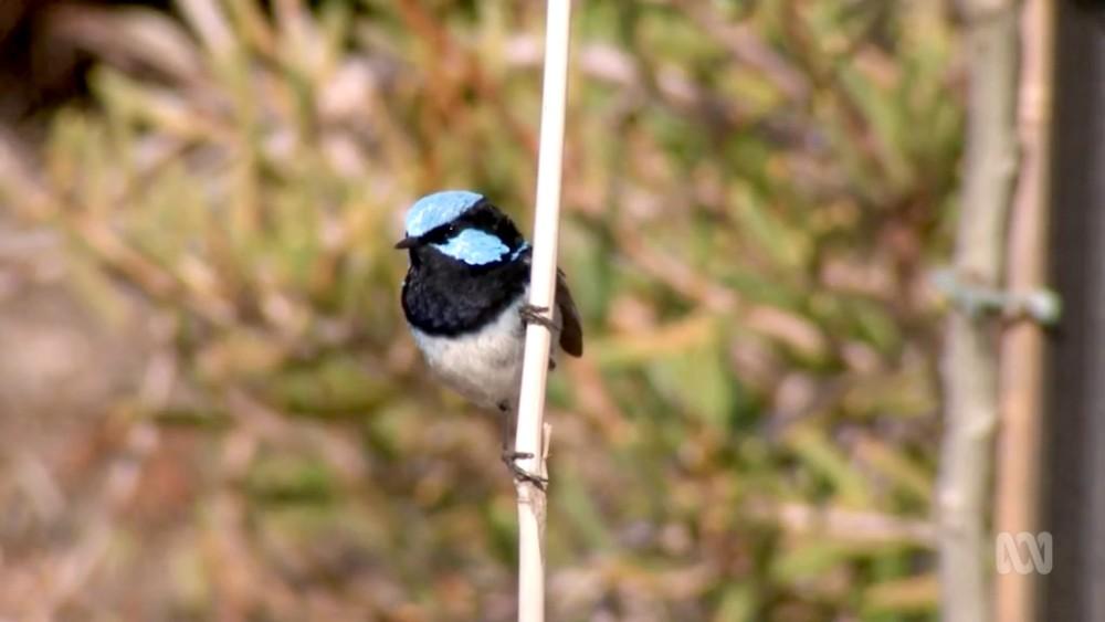 Gardening Australia s31e32