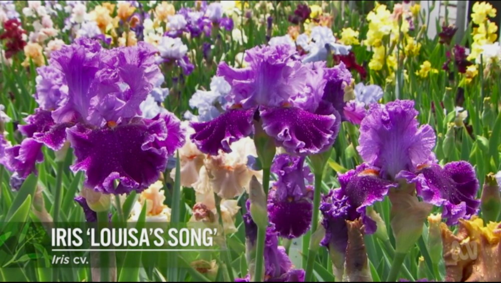 Gardening Australia s31e35
