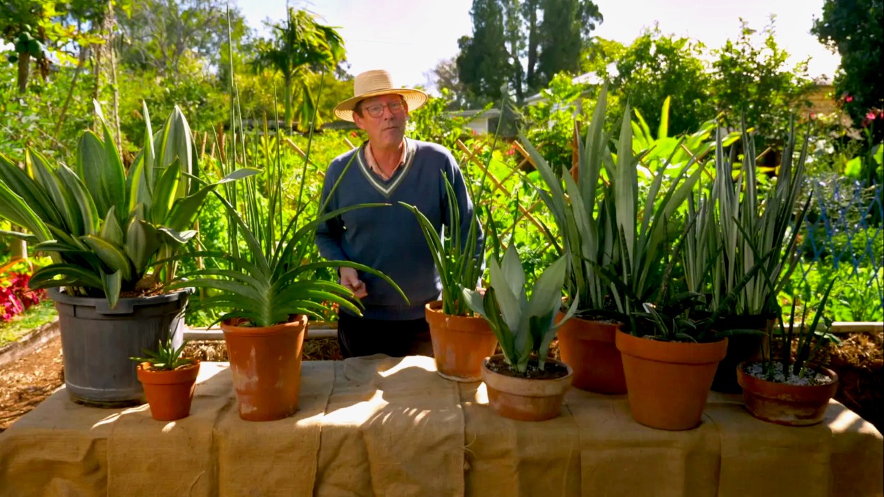 Gardening Australia 32-12