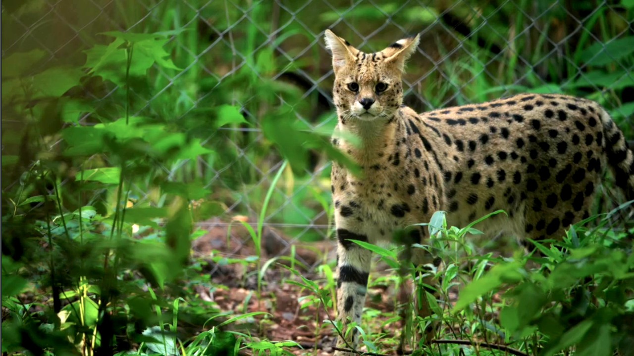 Malawi Wildlife Rescue 1-3
