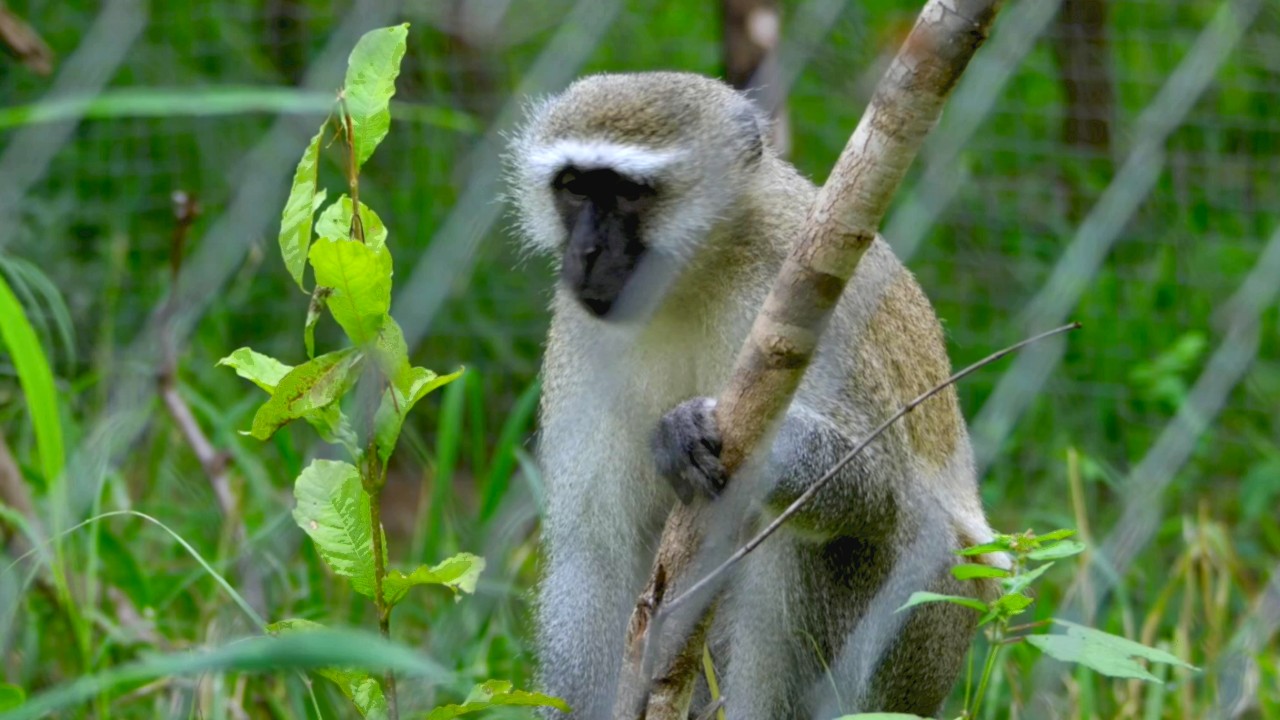 Malawi Wildlife Rescue 1-6