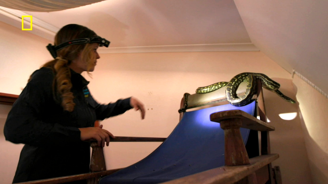 Aussie Snake Wranglers 1-2