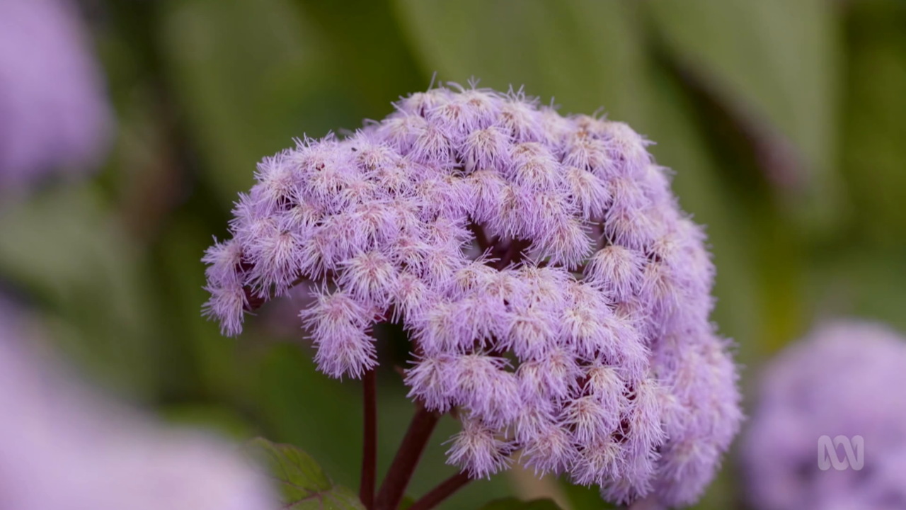 Gardening Australia 32-30