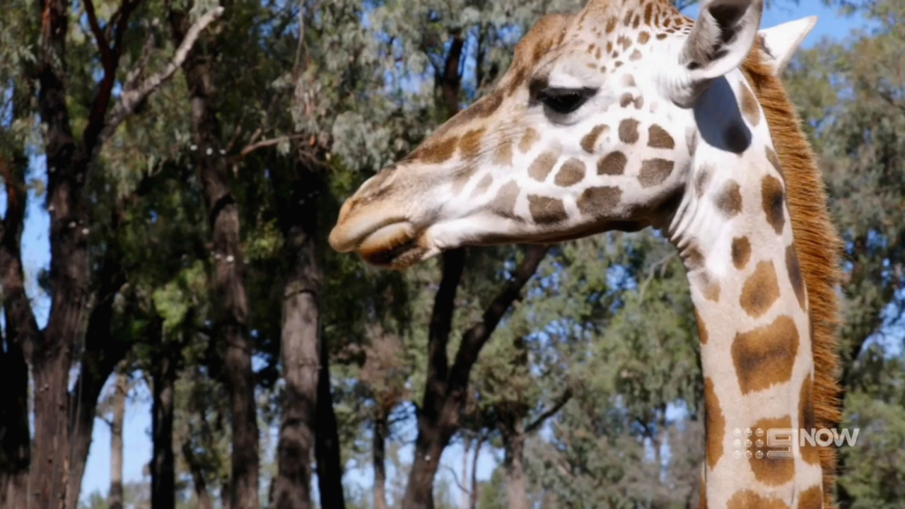 Inside Taronga Zoo 2-2