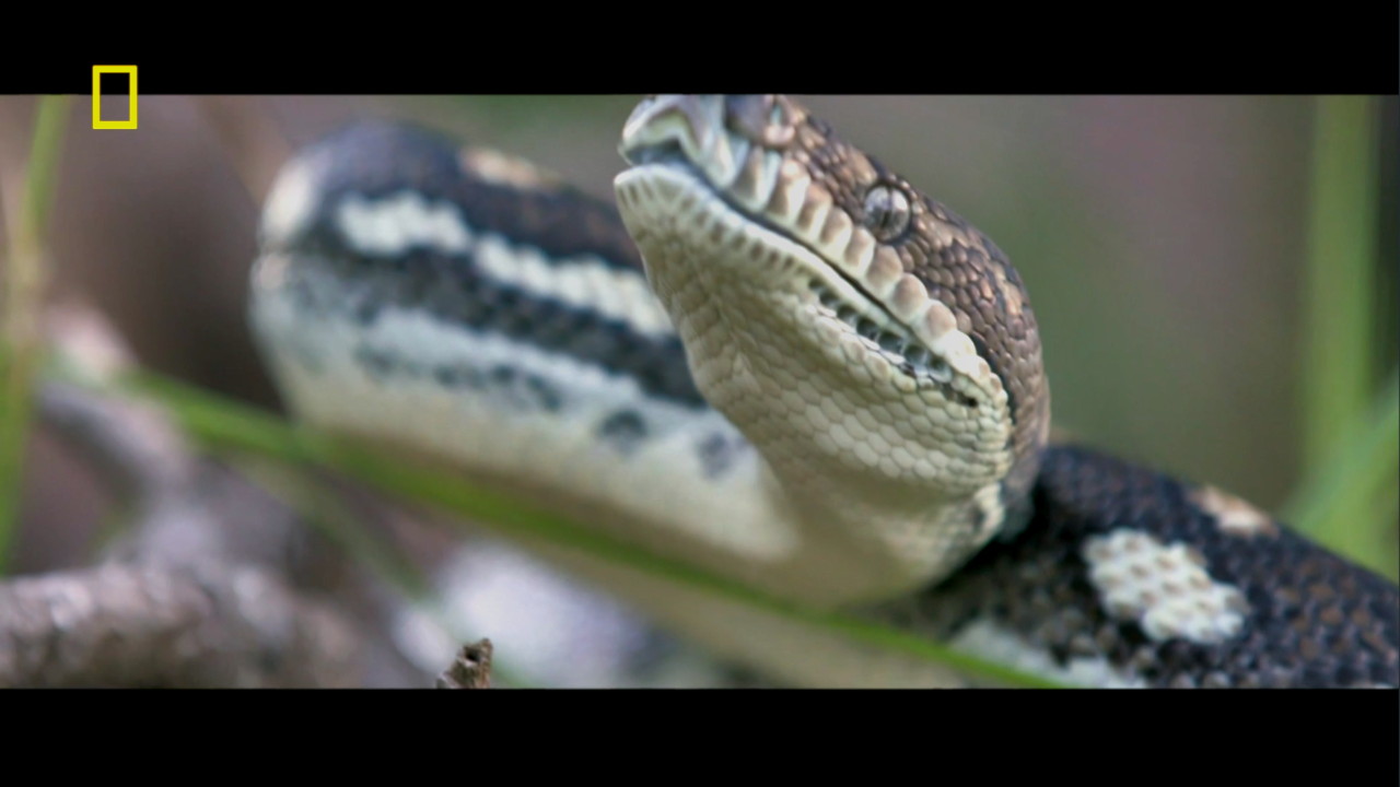 Aussie Snake Wranglers 1-11