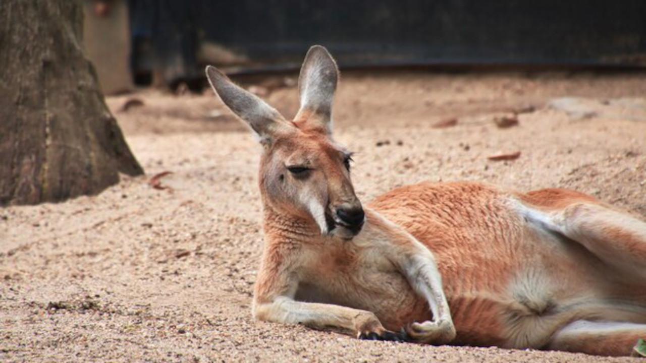 Inside Taronga Zoo 2-10