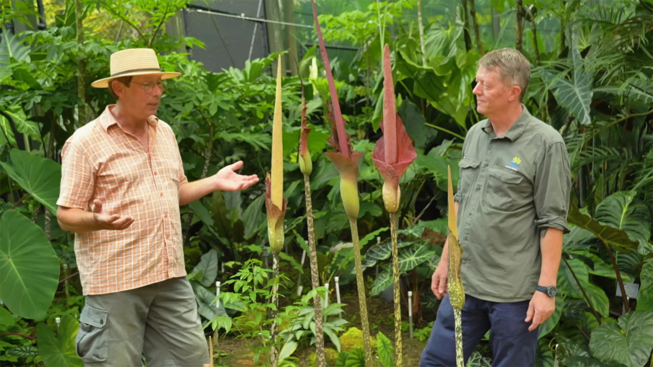 Gardening Australia 33-11