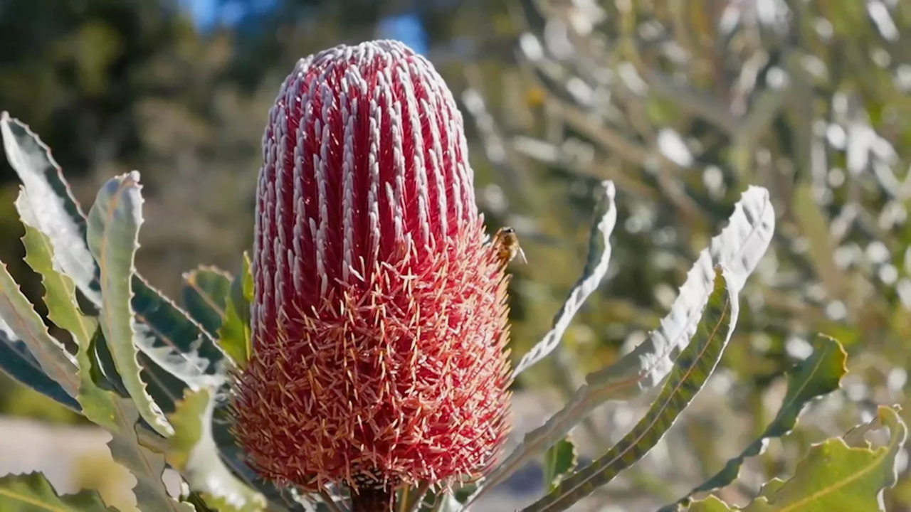 Gardening Australia 33-16