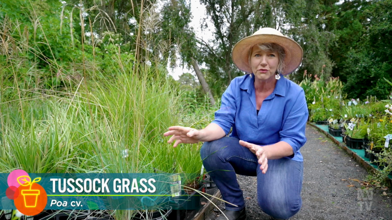 Gardening Australia 34-20