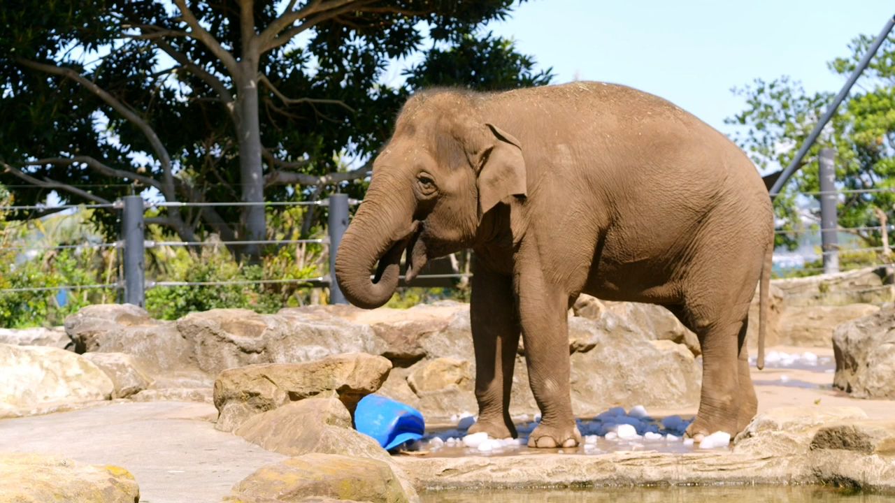 Inside Taronga Zoo 4-7