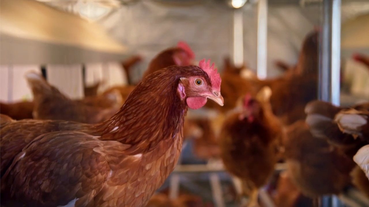 Nadia’s Farm 2-3